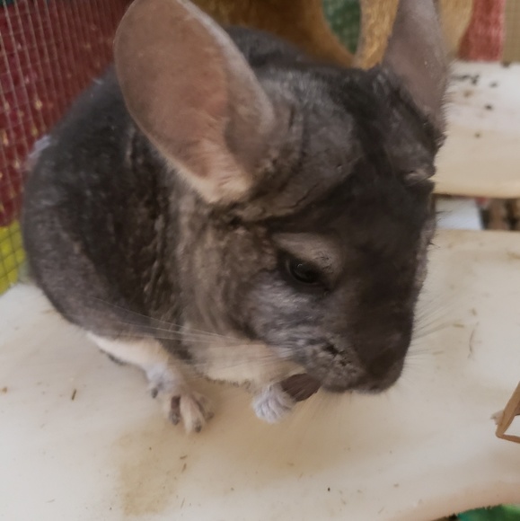 Meet your Posher, Chantelle - Picture 1 of 1